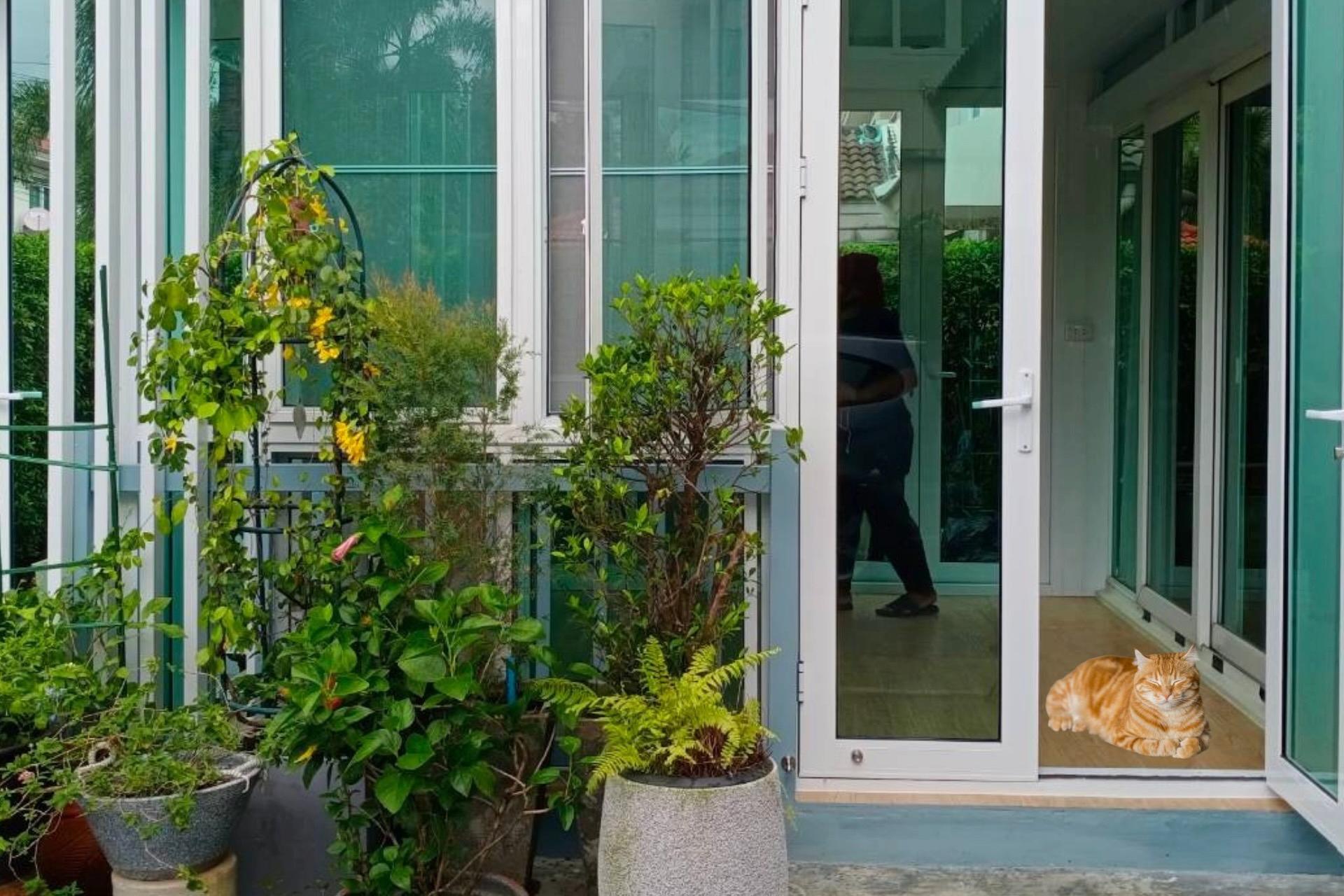 ห้องกระจกสำหรับแมว